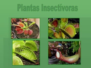 Plantas Insectívoras 