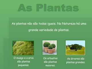 As Plantas As plantas não são todas iguais. Na Natureza há uma grande variedade de plantas. O musgo e a erva são plantas pequenas. Os arbustos são plantas maiores. As árvores são plantas grandes. 