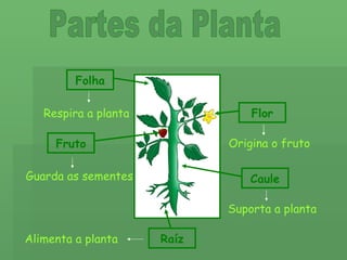 Partes da Planta Flor Caule Raíz Folha Fruto Suporta a planta Origina o fruto Respira a planta Guarda as sementes Alimenta a planta 