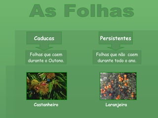 As Folhas Caducas Persistentes Folhas que caem durante o Outono. Folhas que não  caem durante todo o ano. Laranjeira Castanheiro 