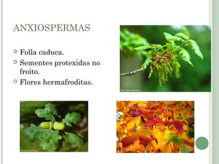 ANXIOSPERMAS
 Folla caduca.
 Sementes protexidas no
froito.
 Flores hermafroditas.
 