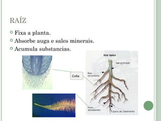RAÍZ
 Fixa a planta.
 Absorbe auga e sales minerais.
 Acumula substancias.
Cofia
 