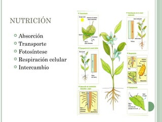 NUTRICIÓN
 Absorción
 Transporte
 Fotosíntese
 Respiración celular
 Intercambio
 