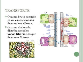 TRANSPORTE
 O zume bruto ascende
polos vasos leñosos
formando o xilema.
 O zume elaborado
distribúese polos
vasos liberianos que
forman o floema.
 