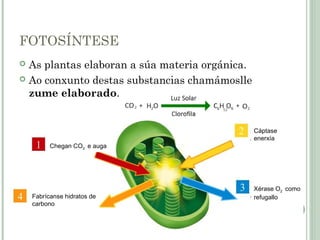 FOTOSÍNTESE
 As plantas elaboran a súa materia orgánica.
 Ao conxunto destas substancias chamámoslle
zume elaborado.
Chegan CO2 e auga
Xérase O2 como
refugallo
Cáptase
enerxía
Fabrícanse hidratos de
carbono
 