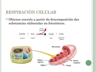 RESPIRACIÓN CELULAR
 Obtense enerxía a partir da descomposición das
substancias elaboradas na fotosíntese.
 