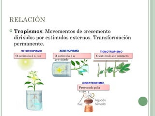 RELACIÓN
 Tropismos: Movementos de crecemento
dirixidos por estímulos externos. Transformación
permanente.
XEOTROPISMOXEOTROPISMO
O estímulo é a luz O estímulo é a
gravidade
O estímulo é o contacto
Provocado pola
auga
 