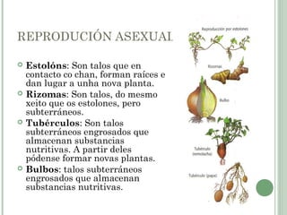 REPRODUCIÓN ASEXUAL
 Estolóns: Son talos que en
contacto co chan, forman raíces e
dan lugar a unha nova planta.
 Rizomas: Son talos, do mesmo
xeito que os estolones, pero
subterráneos.
 Tubérculos: Son talos
subterráneos engrosados que
almacenan substancias
nutritivas. A partir deles
pódense formar novas plantas.
 Bulbos: talos subterráneos
engrosados que almacenan
substancias nutritivas.
 