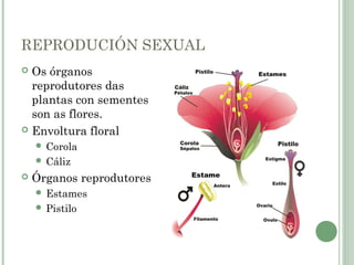 REPRODUCIÓN SEXUAL
 Os órganos
reprodutores das
plantas con sementes
son as flores.
 Envoltura floral
 Corola
 Cáliz
 Órganos reprodutores
 Estames
 Pistilo
Estames
Estame
 