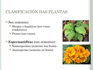 CLASIFICACIÓN DAS PLANTAS
 Sen sementes:
 Musgos e hepáticas (sen vasos
condutores)
 Fentos (con vasos).
 Espermatófitas (con sementes):
 Ximnospermas (semente sen froito).
 Anxiosperma (semente en froito).
 
