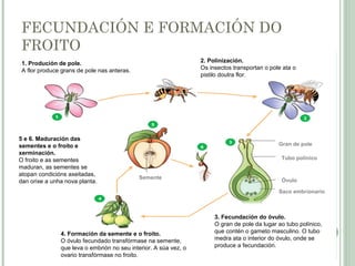 FECUNDACIÓN E FORMACIÓN DO
FROITO
1. Produción de pole.
A flor produce grans de pole nas anteras.
2. Polinización.
Os insectos transportan o pole ata o
pistilo doutra flor.
3. Fecundación do óvulo.
O gran de pole da lugar ao tubo polínico,
que contén o gameto masculino. O tubo
medra ata o interior do óvulo, onde se
produce a fecundación.
4. Formación da semente e o froito.
O óvulo fecundado transfórmase na semente,
que leva o embrión no seu interior. A súa vez, o
ovario transfórmase no froito.
5 e 6. Maduración das
sementes e o froito e
xerminación.
O froito e as sementes
maduran, as sementes se
atopan condicións axeitadas,
dan orixe a unha nova planta.
Semente
Gran de pole
Tubo polínico
Óvulo
Saco embrionario
 