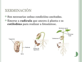 XERMINACIÓN
 Son necesarias unhas condicións axeitadas.
 Emerxe a radícula que ancora á planta e os
cotiledóns para realizar a fotosíntese.
 