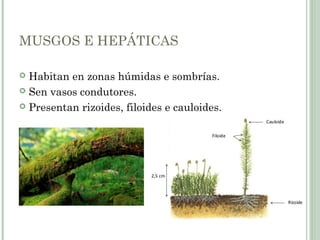 MUSGOS E HEPÁTICAS
 Habitan en zonas húmidas e sombrías.
 Sen vasos condutores.
 Presentan rizoides, filoides e cauloides.
 