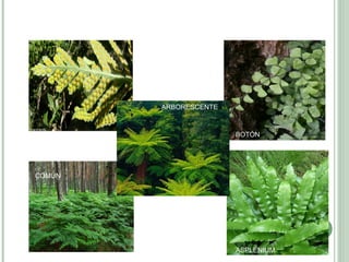 BOTÓN
ASPLENIUM
ARBORESCENTE
COMÚN
 