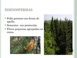 XIMNOSPERMAS
 Folla perenne con forma de
agulla.
 Sementes sen protección.
 Flores pequenas agrupadas en
conos.
 