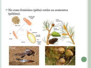 No cono feminino (piña) están as sementes
(piñóns).
 