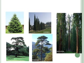 SECUOIA
PIÑEIRO
CIPRÉSABETO
CEDRO
 