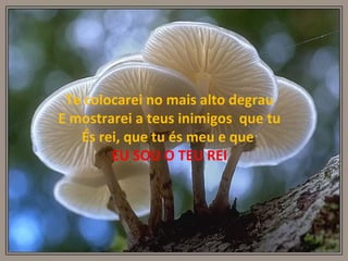 Te colocarei no mais alto degrau E mostrarei a teus inimigos  que tu És rei, que tu és meu e que  EU SOU O TEU REI 