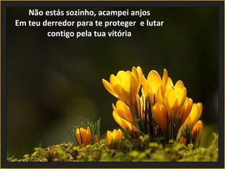 Não estás sozinho, acampei anjos Em teu derredor para te proteger  e lutar contigo pela tua vitória 