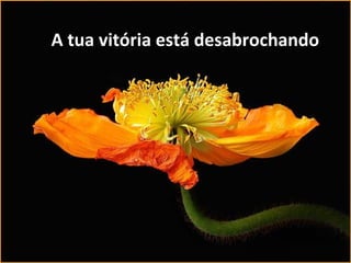 A tua vitória está desabrochando 