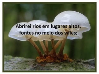 Abrirei rios em lugares altos, fontes no meio dos vales; 