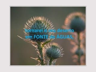 tornarei o seu deserto em FONTE de ÁGUAS, 