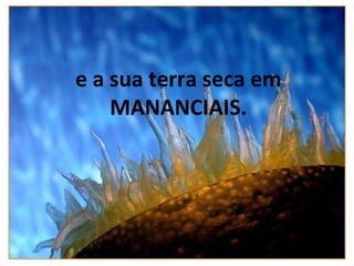 e a sua terra seca em MANANCIAIS. 