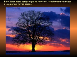 É no  calor desta estação que as flores se  transformam em frutos  e  o amor em novos seres...  