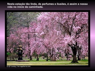 Nesta estação tão linda, de perfumes e ilusões, é assim a nossa vida no início da caminhada. 