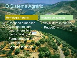 O Sistema Agrário
 Pequena dimensão
(minifúndio) com
uma dimensão
média de 4.3ha;
 Forma irregular de
parcelas;
 Campos fechados;
 Policultura intensiva;
 Regadio;
Morfologia Agrária: Sistema de culturas:
 