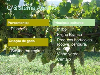 O Sistema Agrário
 Disperso  Milho
 Feijão Branco
 Produtos hortícolas
(couve, cenoura,
nabo)
 Vinho verde
 Centeio
 Kiwi
Povoamento: Principais culturas:
Criação de gado:
• Bovino em regime
extensivo
 