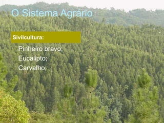 O Sistema Agrário
• Pinheiro bravo;
• Eucalipto;
• Carvalho;
Sivilcultura:
 
