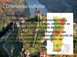 Diferentes culturas
Predominam :
 Culturas temporárias, nomeadamente no
litoral , zona do Porto e Braga, sendo que se
estende a uma pequena parte de Aveiro .
 Prados e as pastagens permanentes, nas
zonas circundantes, predominam no distrito de
Viana do Castelo e nas zonas perto da
barreira de condensação.
 