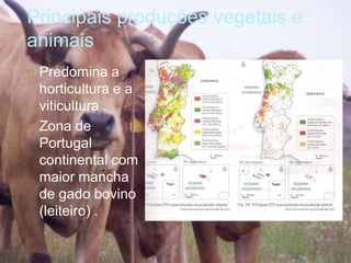 Principais produções vegetais e
animais
 Predomina a
horticultura e a
viticultura .
 Zona de
Portugal
continental com
maior mancha
de gado bovino
(leiteiro) .
 