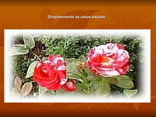 Simplesmente as rosas exalam  .   