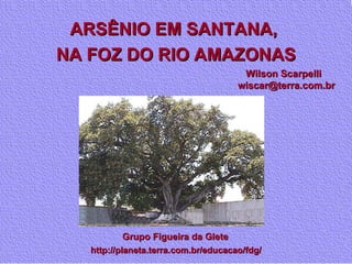 ARSÊNIO EM SANTANA,  NA FOZ DO RIO AMAZONAS Grupo Figueira da Glete Wilson Scarpelli wiscar@terra.com.br http://planeta.terra.com.br/educacao/fdg/ 