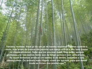 Terceira verdade: Você já viu um pé de bambu sòzinho? Apenas quando é novo, mas antes de crescer ele permite que nasça outros a seu lado (como no cooperativismo). Sabe que vai precisar deles. Eles estão sempre grudados uns nos outros, tanto que de longe parecem com uma árvore.  Às vezes tentamos arrancar um bambu lá de dentro, cortamos e não conseguimos. Os animais mais frágeis vivem em bandos, para que desse modo se livrem dos predadores. 