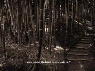 ...este bambu tão fraco continua de pé ? 
