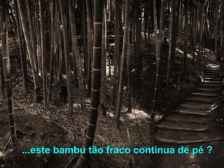 ...este bambu tão fraco continua de pé ? 