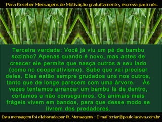 Terceira verdade: Você já viu um pé de bambu
sozinho? Apenas quando é novo, mas antes de
crescer ele permite que nasça outros a seu lado
(como no cooperativismo). Sabe que vai precisar
deles. Eles estão sempre grudados uns nos outros,
tanto que de longe parecem com uma árvore. Às
vezes tentamos arrancar um bambu lá de dentro,
cortamos e não conseguimos. Os animais mais
frágeis vivem em bandos, para que desse modo se
livrem dos predadores.
 