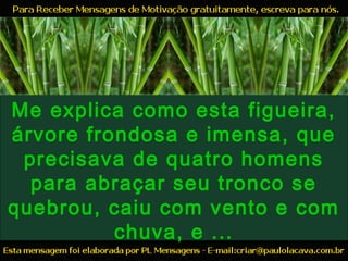 Me explica como esta figueira,
árvore frondosa e imensa, que
precisava de quatro homens
para abraçar seu tronco se
quebrou, caiu com vento e com
chuva, e ...
 