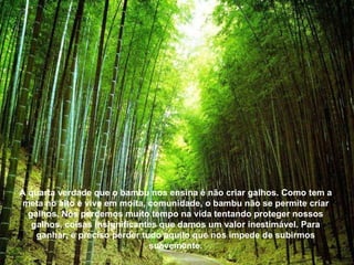 A quarta verdade que o bambu nos ensina é não criar galhos. Como tem a meta no alto e vive em moita, comunidade, o bambu não se permite criar galhos. Nós perdemos muito tempo na vida tentando proteger nossos galhos, coisas insignificantes que damos um valor inestimável. Para ganhar, é preciso perder tudo aquilo que nos impede de subirmos suavemente. 