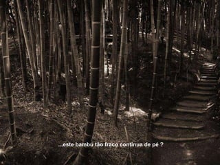 ...este bambu tão fraco continua de pé ? 