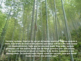 Terceira verdade: Você já viu um pé de bambu sòzinho? Apenas quando é novo, mas antes de crescer ele permite que nasça outros a seu lado (como no cooperativismo). Sabe que vai precisar deles. Eles estão sempre grudados uns nos outros, tanto que de longe parecem com uma árvore.  Às vezes tentamos arrancar um bambu lá de dentro, cortamos e não conseguimos. Os animais mais frágeis vivem em bandos, para que desse modo se livrem dos predadores. 