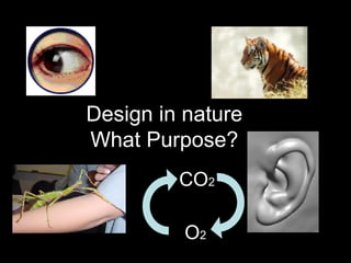 Design in nature What Purpose? CO 2 O 2 