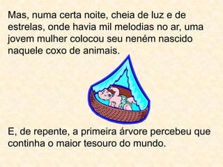 Mas, numa certa noite, cheia de luz e de estrelas, onde havia mil melodias no ar, uma jovem mulher colocou seu neném nascido naquele coxo de animais.E, de repente, a primeira árvore percebeu que continha o maior tesouro do mundo.