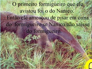 O primeiro formigueiro que ele avistou foi o do Nanico.  Então ele ameaçou de pisar em cima do  formigueiro se Nanico não saísse do formigueiro.  