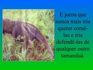 E jurou que nunca mais iria querer comê-las e iria defendê-las de qualquer outro tamanduá. 