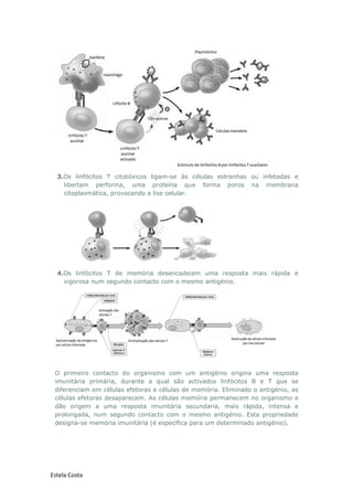 Estela Costa
3.Os linfócitos T citotóxicos ligam-se às células estranhas ou infetadas e
libertam perforina, uma proteína que forma poros na membrana
citoplasmática, provocando a lise celular.
4.Os linfócitos T de memória desencadeiam uma resposta mais rápida e
vigorosa num segundo contacto com o mesmo antigénio.
O primeiro contacto do organismo com um antigénio origina uma resposta
imunitária primária, durante a qual são activados linfócitos B e T que se
diferenciam em células efetoras e células de memória. Eliminado o antigénio, as
células efetoras desaparecem. As células memória permanecem no organismo e
dão origem a uma resposta imunitária secundaria, mais rápida, intensa e
prolongada, num segundo contacto com o mesmo antigénio. Esta propriedade
designa-se memória imunitária (é específica para um determinado antigénio).
 