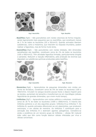 Estela Costa
Fig3. Neutrófilo Fig4. Basófilo
. Basófilos (fig4) – São granulócitos com núcleo volumoso de forma irregular,
sendo ligeiramente mais pequenos que os neutrófilos, que constituem menos
de 2 % de todos os leucócitos (20 a 50/mm3). Quando activados libertam
substâncias, como a histamina, que intervêm na resposta imunitária, podem
realizar a fagocitose, mas de forma muito lenta.
. Eosinófilos (fig5) – São granulócitos com núcleo bilobado, têm dimensões
semelhantes aos basófilos, constituem cerca de 2% de todos os leucócitos
(100 a 400/mm3). Têm atividade fagocítica limitada, particularmente dirigida
a parasitas. Reduzem a reacção inflamatória, pela produção de enzimas que
degradam as substâncias químicas produzidas pelos basófilos.
Fig5. Eosinófilo Fig6. Monócito
. Monócitos (fig6) – Agranulócitos de pequenas dimensões com núcleo em
forma de ferradura, constituem cerca de 5% de todos os leucócitos (100 a
700/mm3). Circulam no sangue durante poucas horas e depois migram para
os tecidos, aumentam de tamanho e transformam-se em macrófagos (células
fagocitárias de grandes dimensões, que vivem muito tempo).
. Linfócitos (fig7) – Agranulócitos com núcleo esférico e volumoso, constituem
cerca de 30 % de todos os leucócitos (1500 a 3000/mm3). A maioria dos
linfócitos pertence a um dos seguintes grupos: linfócitos B ou linfócitos T. Os
linfócitos B, quando activados diferenciam-se em plasmócitos, que produzem
anticorpos, e em células de memória. Os linfócitos T contribuem para a
activação dos linfócitos B e destroem agentes patogénicos. Considera-se
ainda a existência de um terceiro grupo de linfócitos – células NK (natural
killer cells) que têm como função destruir células infectadas por vírus e
células cancerosas.
 